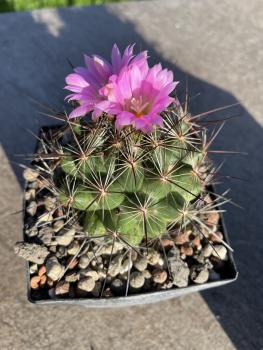 Coryphantha ramillosa